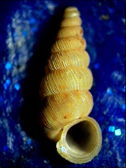 Cochlostoma montanum cassiniacum (Saint Simon in Paulucci)